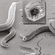 Illustration for article titled Newly Discovered Worms Mouth Morphs Into Five Radically Different Shapes